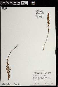 Woodsia ilvensis image