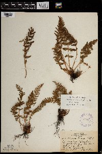 Woodsia ilvensis image