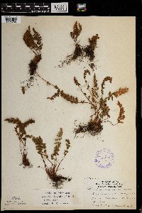 Woodsia ilvensis image