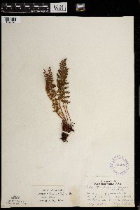 Woodsia ilvensis image