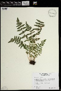 Woodsia ilvensis image