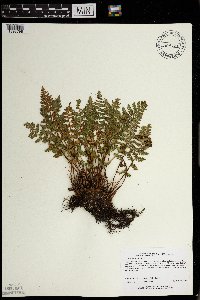 Woodsia ilvensis image