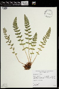 Woodsia ilvensis image