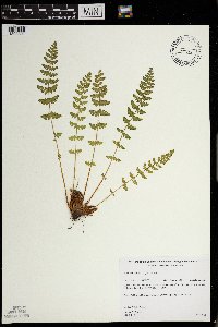 Woodsia ilvensis image