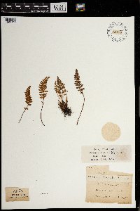 Woodsia ilvensis image