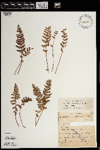 Woodsia ilvensis image