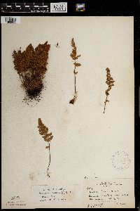 Woodsia ilvensis image