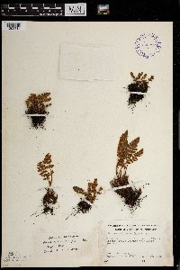 Woodsia ilvensis image