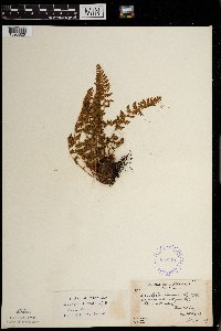 Woodsia ilvensis image