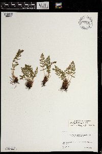 Woodsia ilvensis image