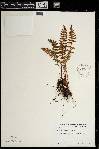 Woodsia ilvensis image