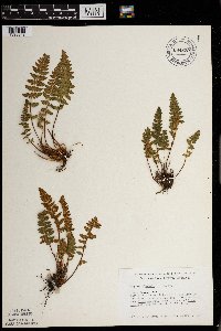 Woodsia ilvensis image