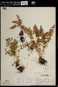 Woodsia ilvensis image