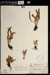 Woodsia ilvensis image