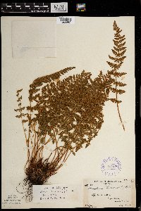 Woodsia ilvensis image