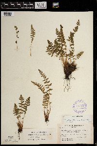 Woodsia ilvensis image