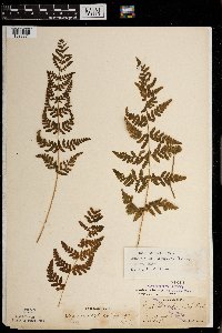 Woodsia obtusa image