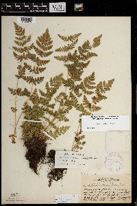 Woodsia obtusa image