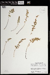 Woodsia oregana subsp. cathcartiana image