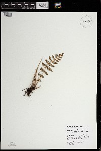 Woodsia oregana subsp. cathcartiana image