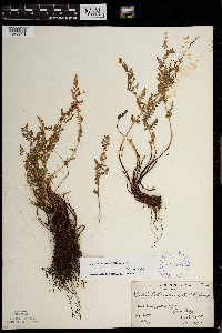 Woodsia oregana image