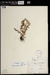 Woodsia oregana image