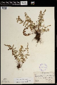 Woodsia oregana image