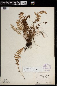 Woodsia oregana subsp. cathcartiana image