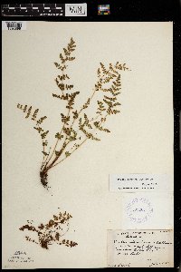 Woodsia oregana subsp. cathcartiana image