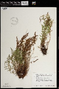 Woodsia oregana image