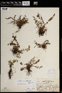 Woodsia oregana subsp. cathcartiana image