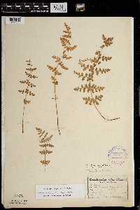 Woodsia oregana subsp. cathcartiana image