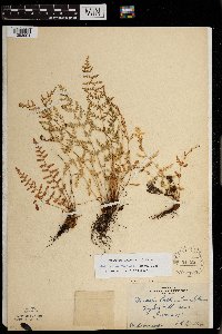 Woodsia oregana subsp. cathcartiana image