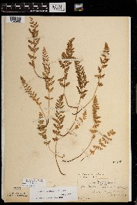 Woodsia oregana subsp. cathcartiana image