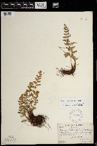 Woodsia oregana image