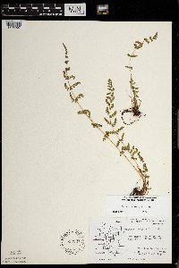 Woodsia oregana image