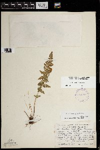 Woodsia oregana image