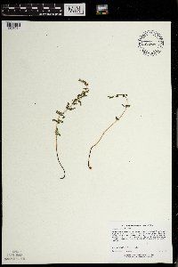 Woodsia oregana subsp. cathcartiana image