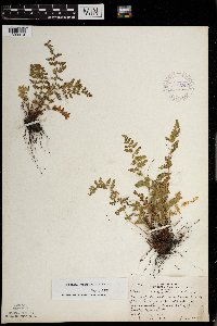 Woodsia oregana image