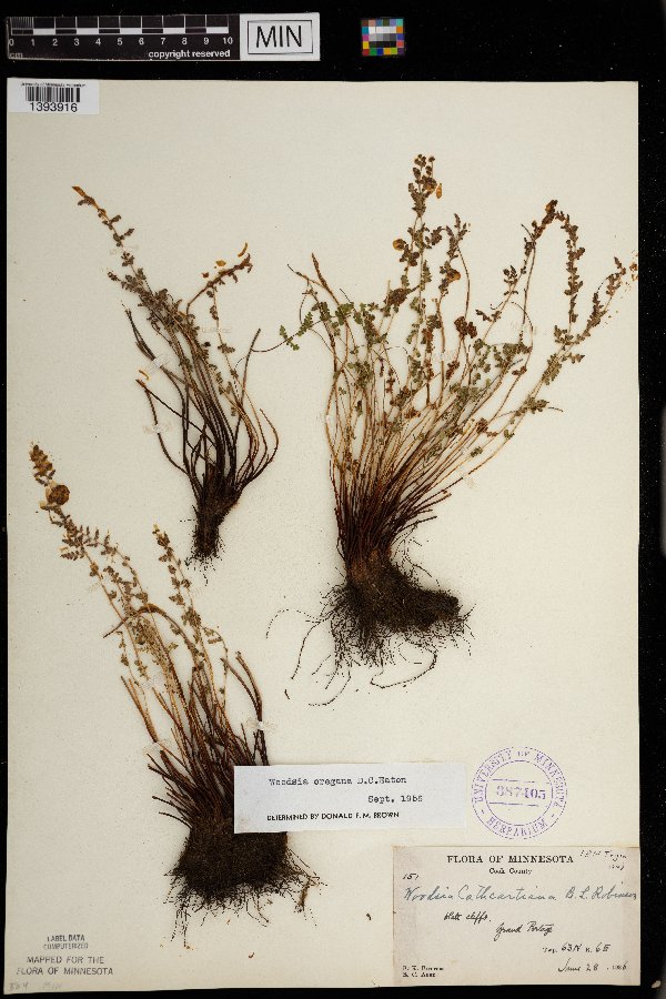 Woodsia oregana subsp. cathcartiana image