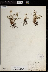 Woodsia oregana subsp. cathcartiana image