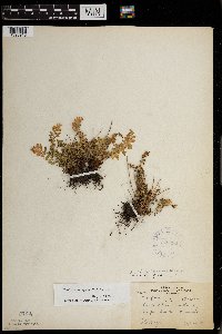 Woodsia oregana subsp. cathcartiana image