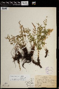 Woodsia oregana subsp. cathcartiana image