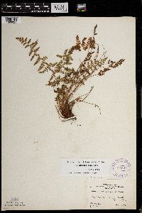 Woodsia oregana image