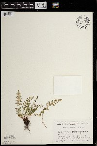 Woodsia oregana subsp. cathcartiana image