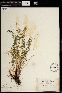 Woodsia oregana image