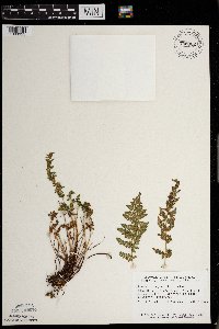 Woodsia oregana subsp. cathcartiana image