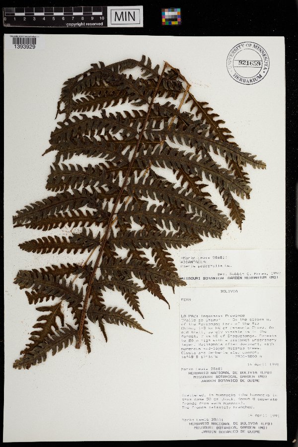 Pteris podophylla image