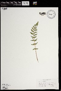 Woodsia scopulina image