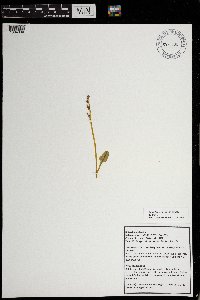 Botrychium simplex var. simplex image